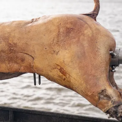 Porc